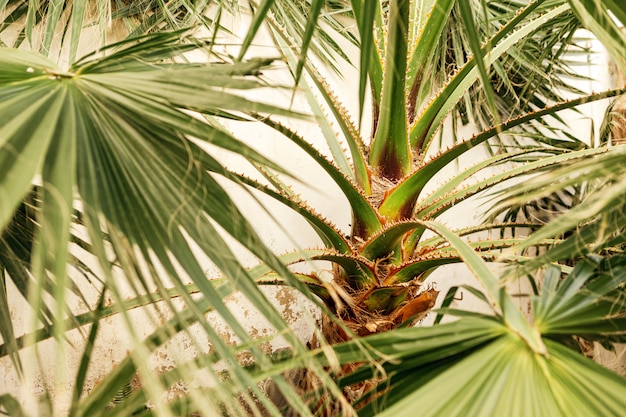 belle foglie di palma verdi che crescono selvagge in un luogo tropicale con muro bianco dietro