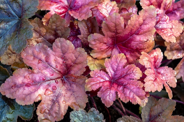 Belle foglie luminose di heuchera su un'aiuola. Giardinaggio, hobby, piante perenni, paesaggistica.