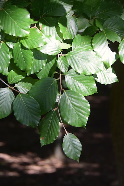 Belle foglie nella foresta