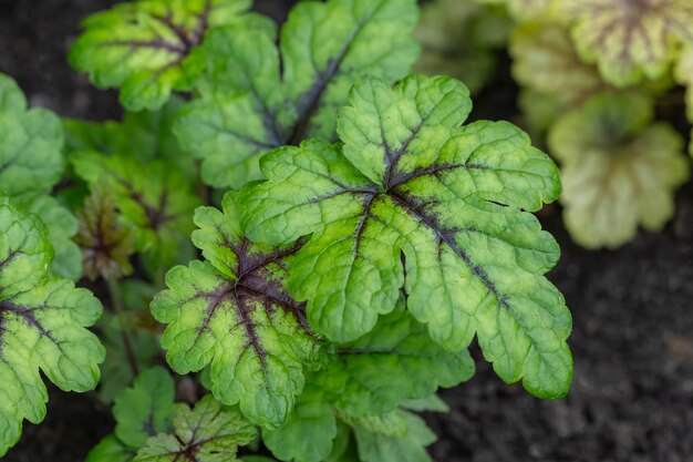 Belle foglie verdi di heucherella in un'aiuola. Giardinaggio, hobby, piante perenni, paesaggistica.