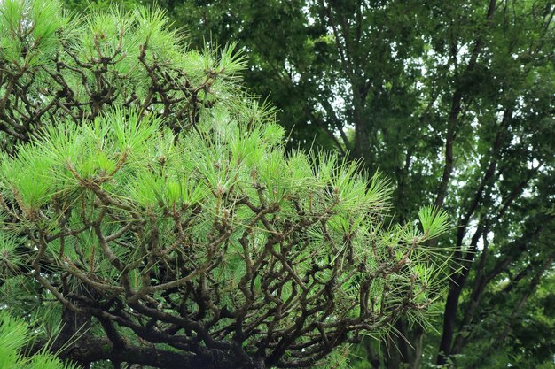 Belle foglie verdi di Khasiya Pines in estate