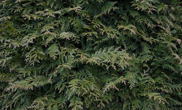 Belle foglie verdi di Natale degli alberi di thuja con luce solare morbida e le gocce dopo la pioggia. Rametto di thuja,