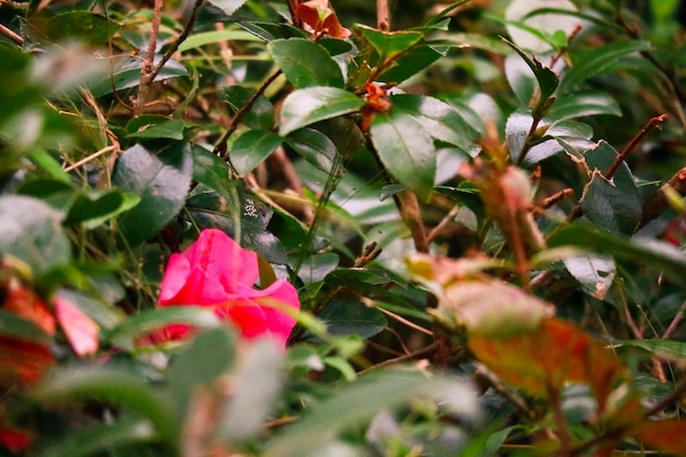 Belle foglie verdi e fiore rosso