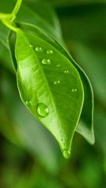 Belle foglie verdi fresche con gocce d'acqua macro nelle luci del mattino su sfondo sfocato, messa a fuoco selettiva