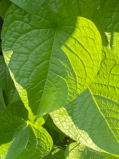 Belle foglie verdi in giardino