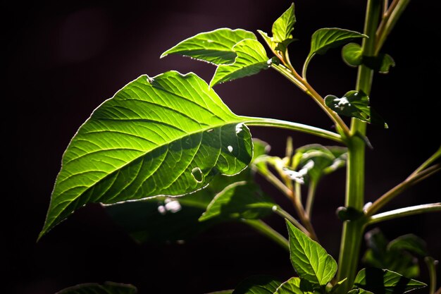 Belle foglie verdi in riflesso con la luce naturale in uno sfondo scuro morbido