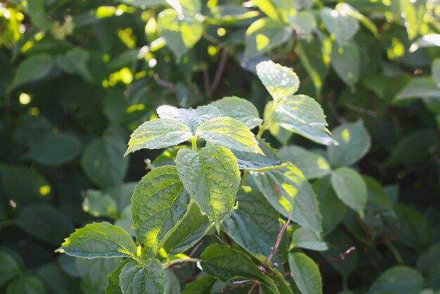 Belle foglie verdi nel parco estivo con gocce d'acqua dopo la pioggia.