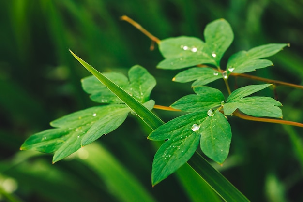 Belle foglie verdi vivide di dicentra con gocce di rugiada.