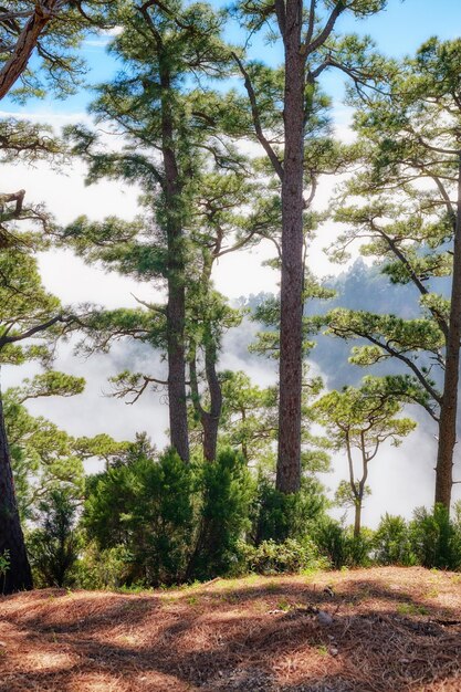 Belle foreste di pini nelle montagne di La Palma Isole Canarie Spagna Paesaggio tranquillo con alberi ad alto fusto con foglie verdi lussureggianti su una montagna All'aperto panoramico o natura in una giornata estiva nuvolosa