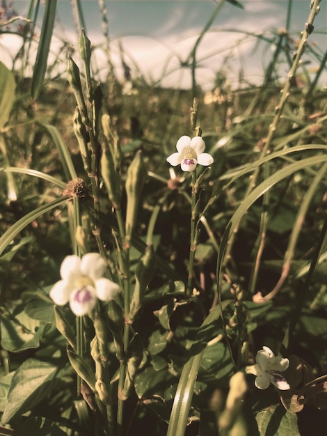 Belle foto di fiori con foto premium di modelli fotografici vintage