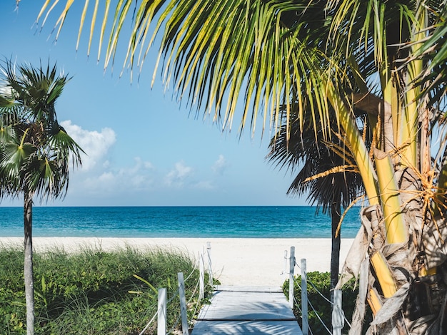Belle foto di spiagge deserte e palme sulla costa caraibica Primo piano senza persone Concetto di svago e viaggio