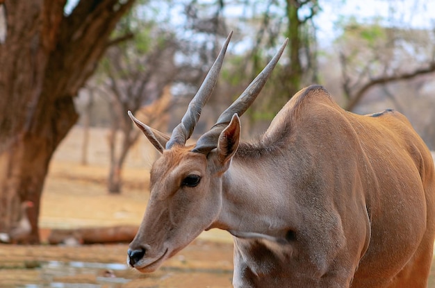 Belle immagini dell'antilope africana più grande Primo piano dell'antilope africana selvaggia di Eland