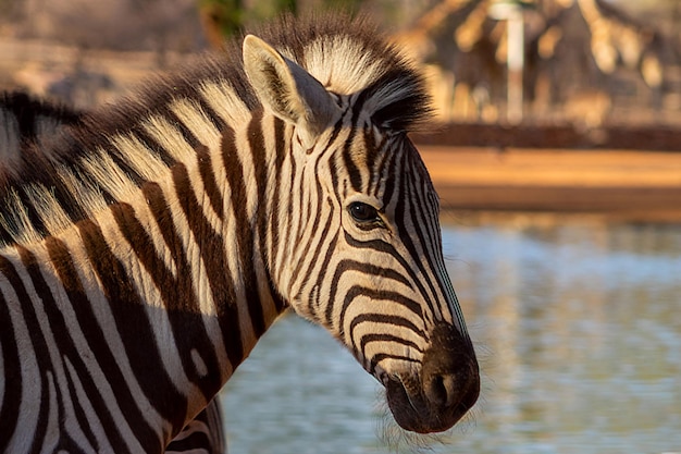 Belle immagini della zebra africana nel parco nazionale. Namibia, Africa