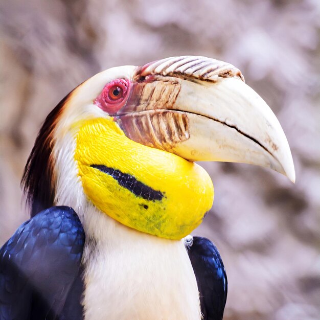 Belle immagini di Hornbill Bird per la carta da parati o il tema