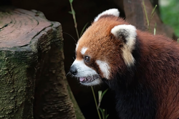 Belle immagini di un panda rosso