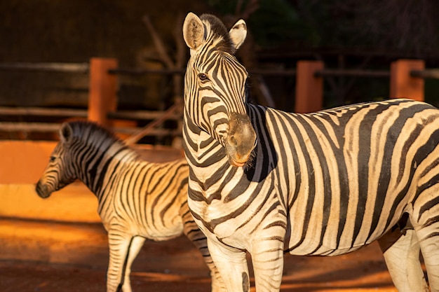 Belle immagini di zebra africana nel parco nazionale Namibia Africa