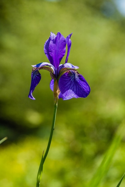 Belle iridi viola sotto la luce del sole