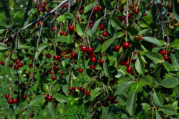 Belle le ciliegie rosse sui rami