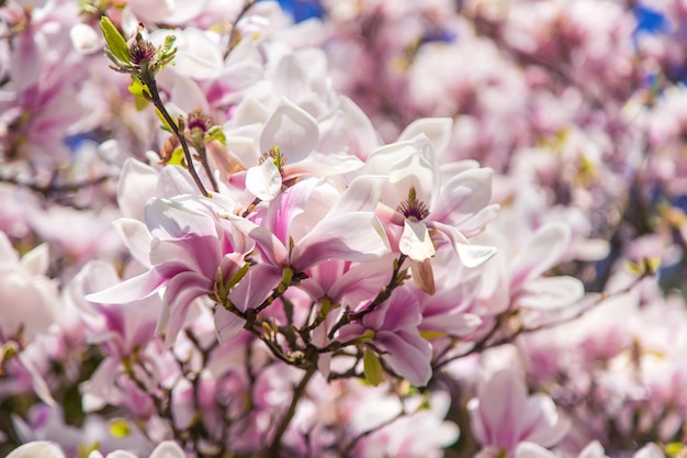 Belle magnolie in fiore in primavera Messa a fuoco selettiva