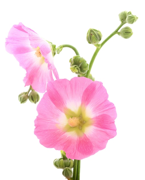 Belle malva rosa