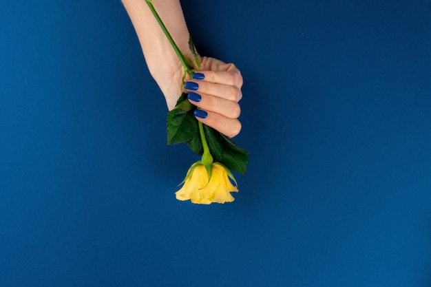 Belle mani con il manicure che tiene fiore giallo