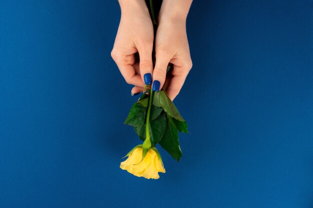 Belle mani della donna con le rose della tenuta del manicure contro la tavola blu classica