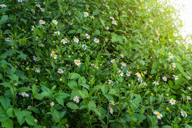 Belle margherite bianche sul mareMarguerite daisy flower Erigeron karvinskianus o Daisy messicano in un giardino primaverile