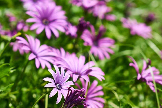 Belle margherite di primavera nella natura