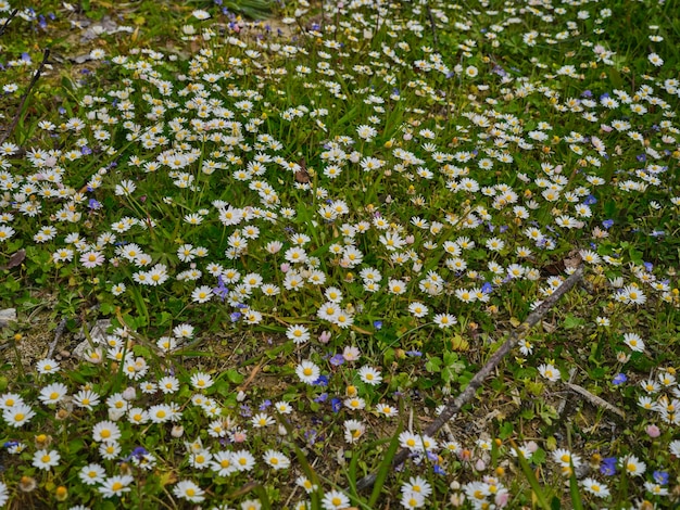 Belle margherite nella natura