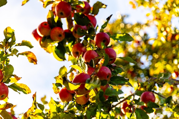 Belle mele rosse mature in autunno su un melo