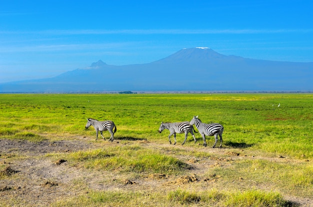 Belle montagna del Kilimanjaro e zebre, Kenya, parco nazionale di Amboseli, Africa