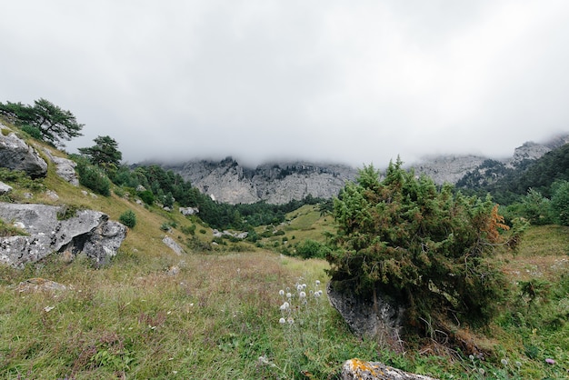 Belle montagne e fauna selvatica intorno a loro in una giornata di sole.