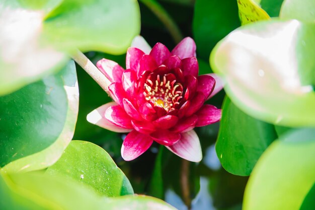 Belle ninfee rosa alla luce del sole su uno sfondo verde della foresta selvaggia della natura Una ninfea che fiorisce in uno stagno è circondata da foglie Il fiore di loto Decorazione nel parco