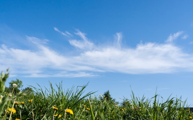 Belle nuvole bianche su cielo blu sopra erba verde di estate.