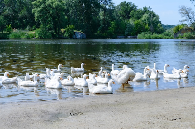 Belle oche bianche in una giornata di sole. Uno stormo di uccelli riposa sulla riva del fiume. Uccelli acquatici domestici.