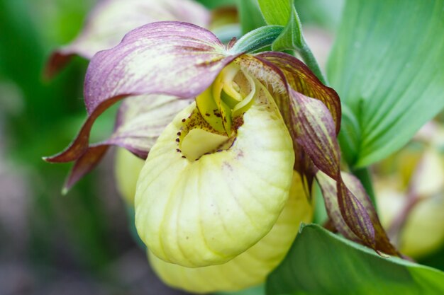 Belle orchidee di diversi colori su sfondo verde nel giardino.