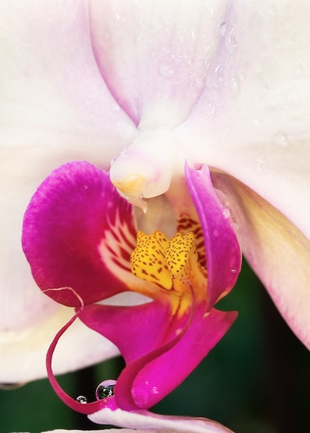 Belle orchidee in natura da vicino