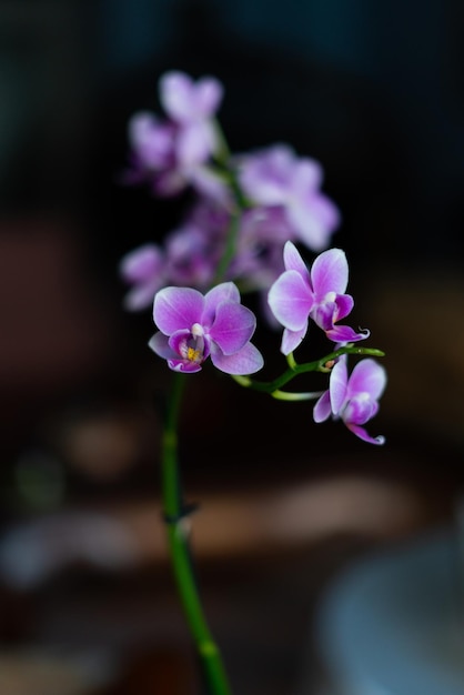 Belle orchidee viola su sfondo di colore scuro. Fuoco selettivo dell'orchidea magenta