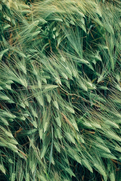 Belle orecchie di orzo nella vista serale del campo sopra la campagna estiva momento atmosferico campo di segale o grano cibo e concetto di coltivazione dei cereali carta da parati floreale