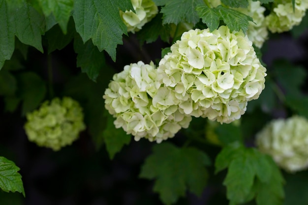 Belle palle bianche di fioritura viburnum opulus roseum su sfondo verde scuro viburno bianco rosa