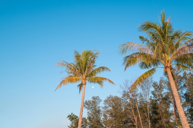 Belle palme da cocco in estate. concetto di viaggio, vacanza e vacanza.