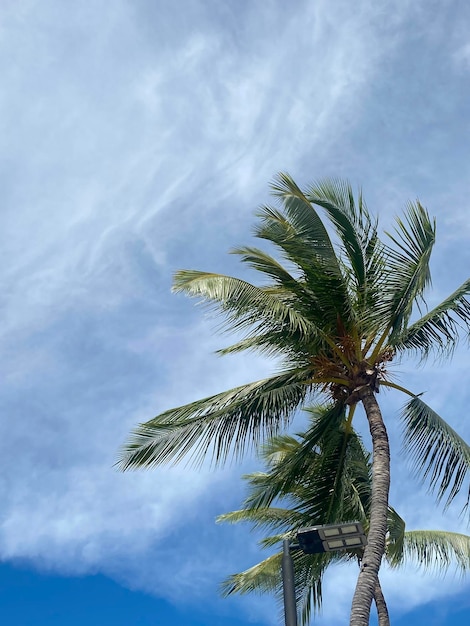 Belle palme da cocco sullo sfondo del cielo blu