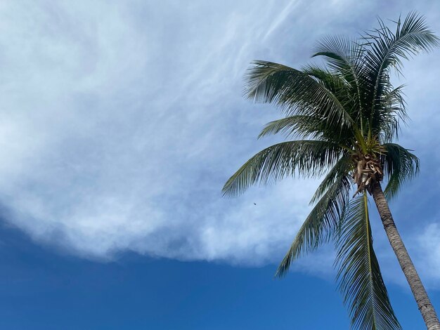 Belle palme da cocco sullo sfondo del cielo blu