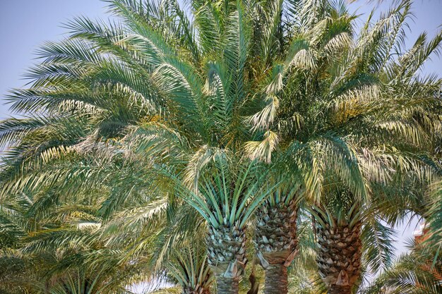 Belle palme da cocco verdi sulla spiaggia tropicale contro il cielo blu Concetto di vacanza estiva