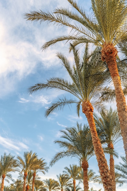 Belle palme su uno sfondo di cielo soleggiato