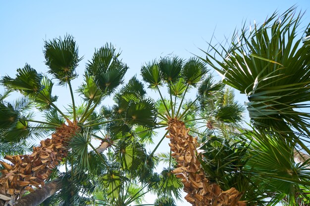 Belle palme sull&#39;isola tropicale