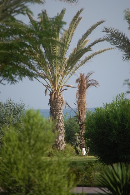 Belle palme vicino al mare con foglie