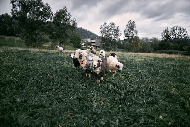 Belle pecore stanno sull'erba verde nella zona di montagna Pecore che mangiano erba su un prato verde