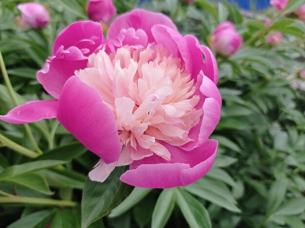 belle peonie di fiori rosa delicati nel giardino