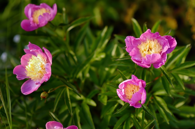 Belle peonie fresche dei fiori di rosa nel giardino.